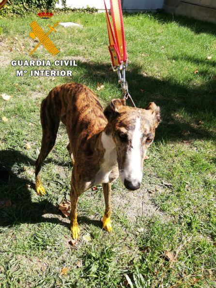 Uno de los galgos utilizados para la caza furtiva