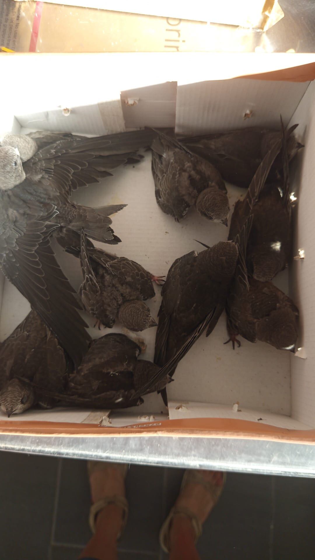 Ejemplares de vencejo