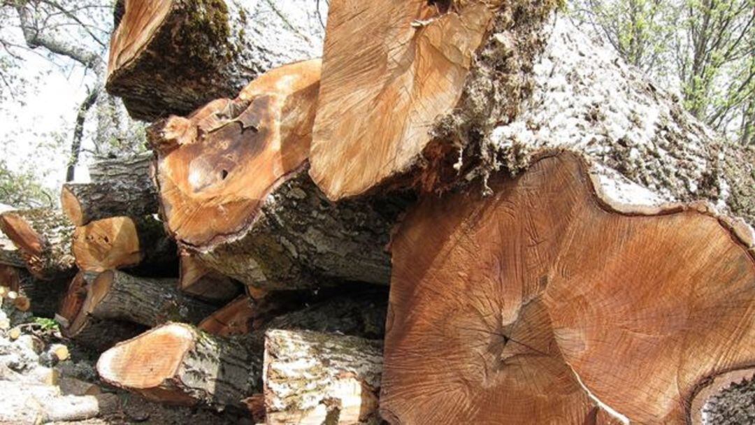 Leña gratis para familias vulnerables