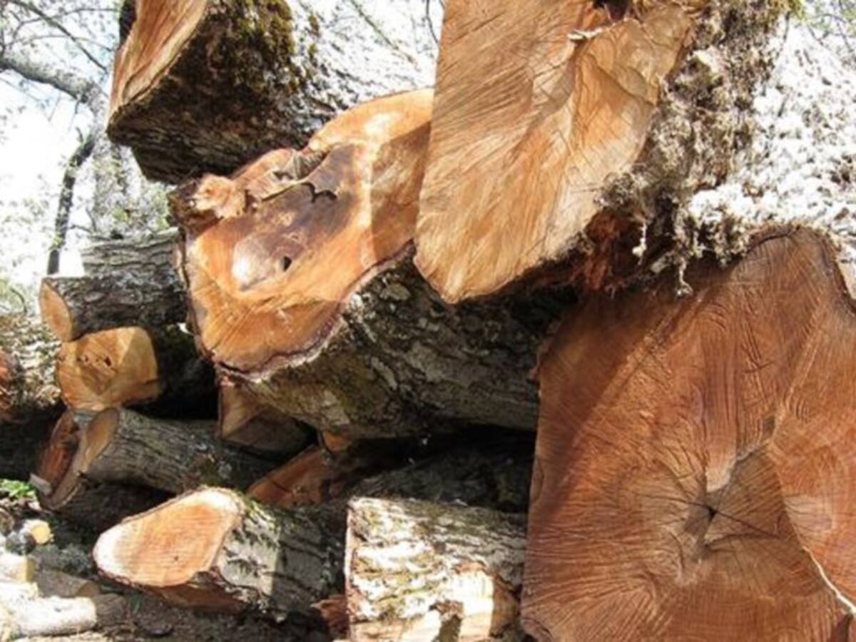 El Ayuntamiento de Cuenca dará leña gratis para las familias vulnerables