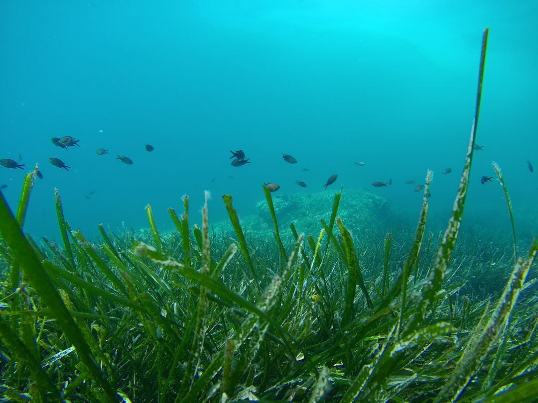 Imagen de una pradera de posidonia