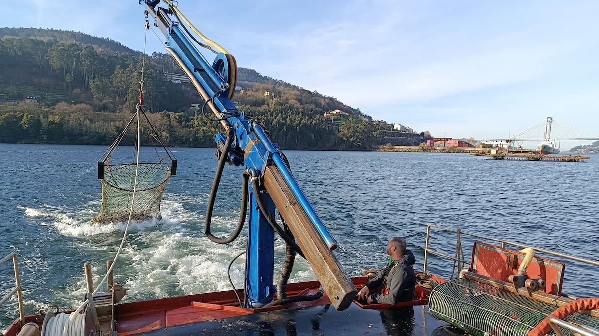 En marcha un proyecto para recuperar la comercialización de la volandeira