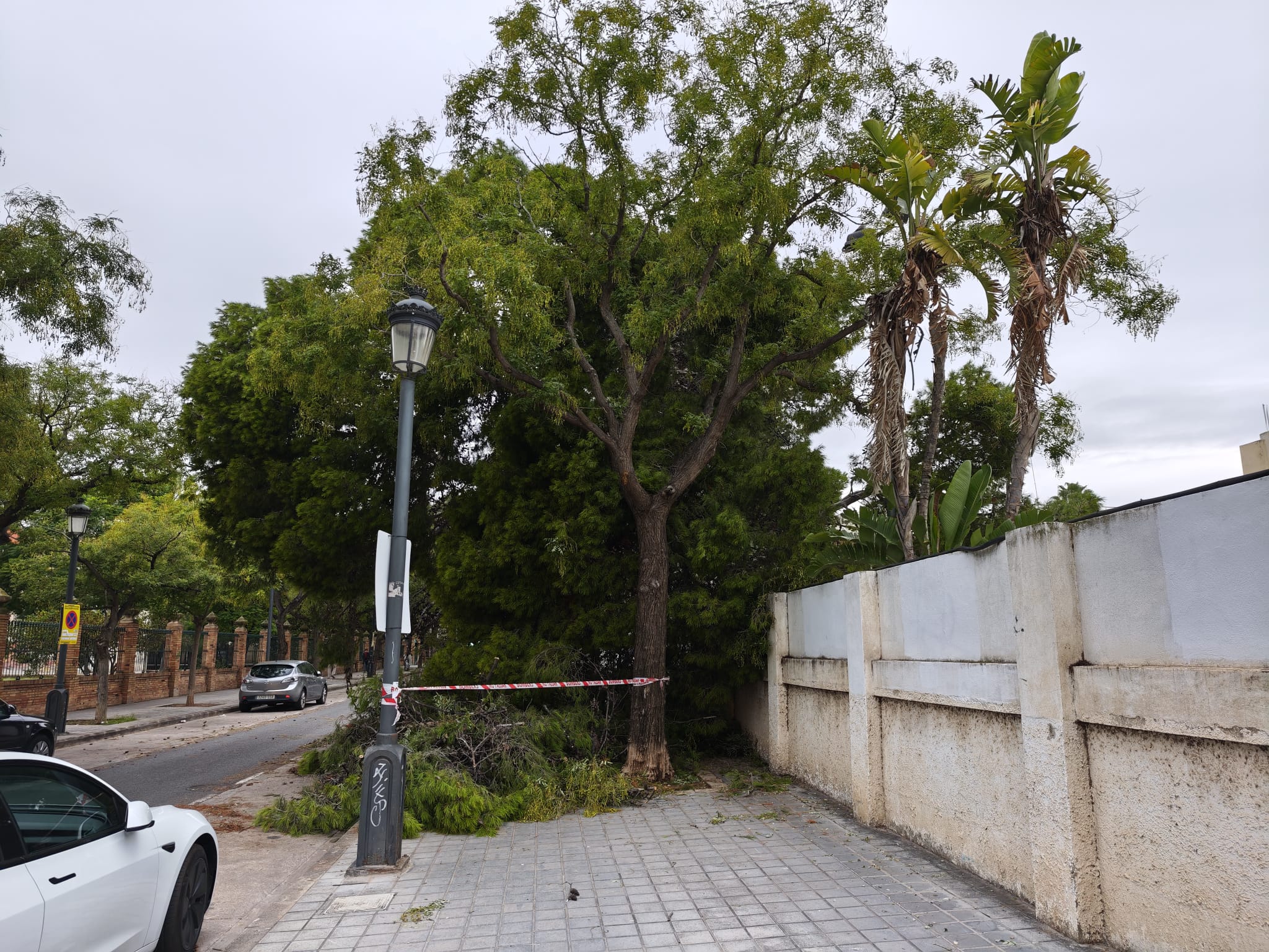Árbol caído en el recinto de la Hípica de València