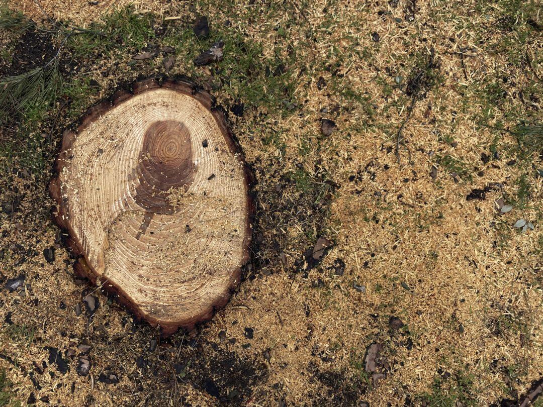 El tronco de un árbol cortado, foto de archivo