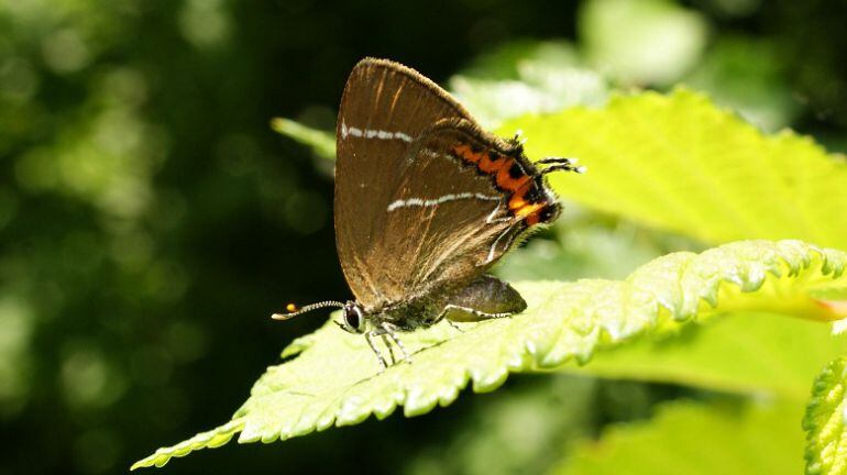 Una imagen de la especie "“rabicorta W-blanca”.