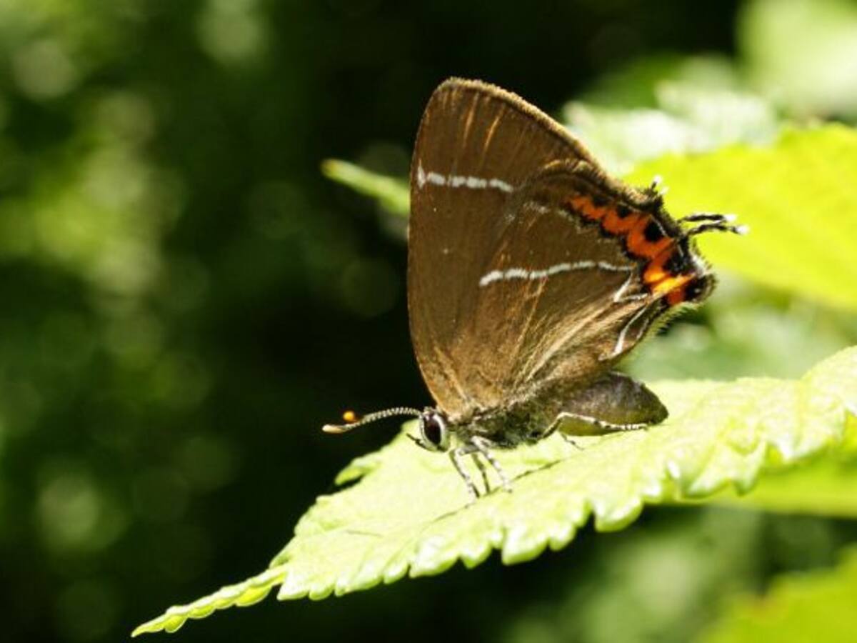 Detectada una especie de mariposa nunca antes vista en Vitoria