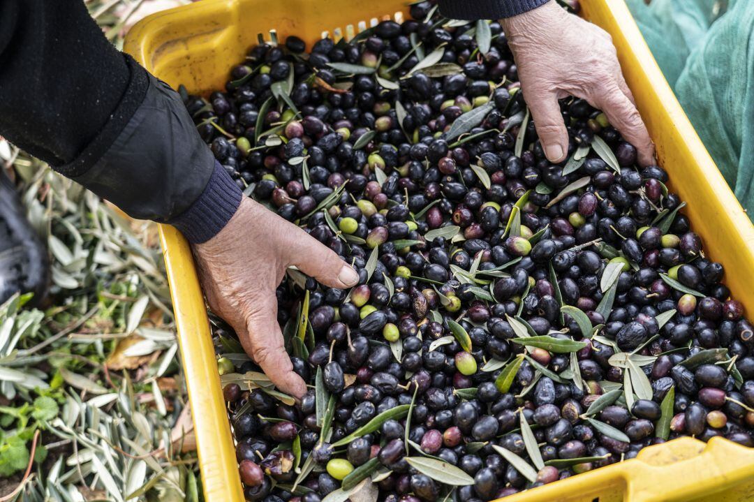 Malestar del sector del aceite con la patronal por la irrisoria subida propuesta en el convenio provincial de Jaén