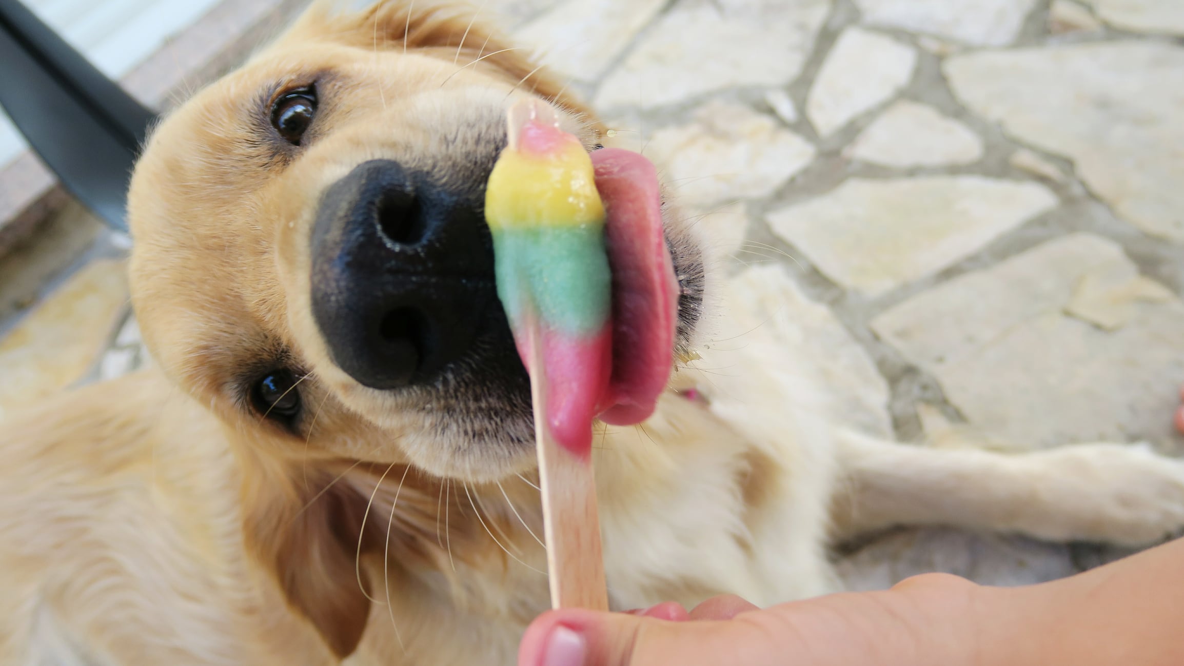 Un perro saboreando un helado.