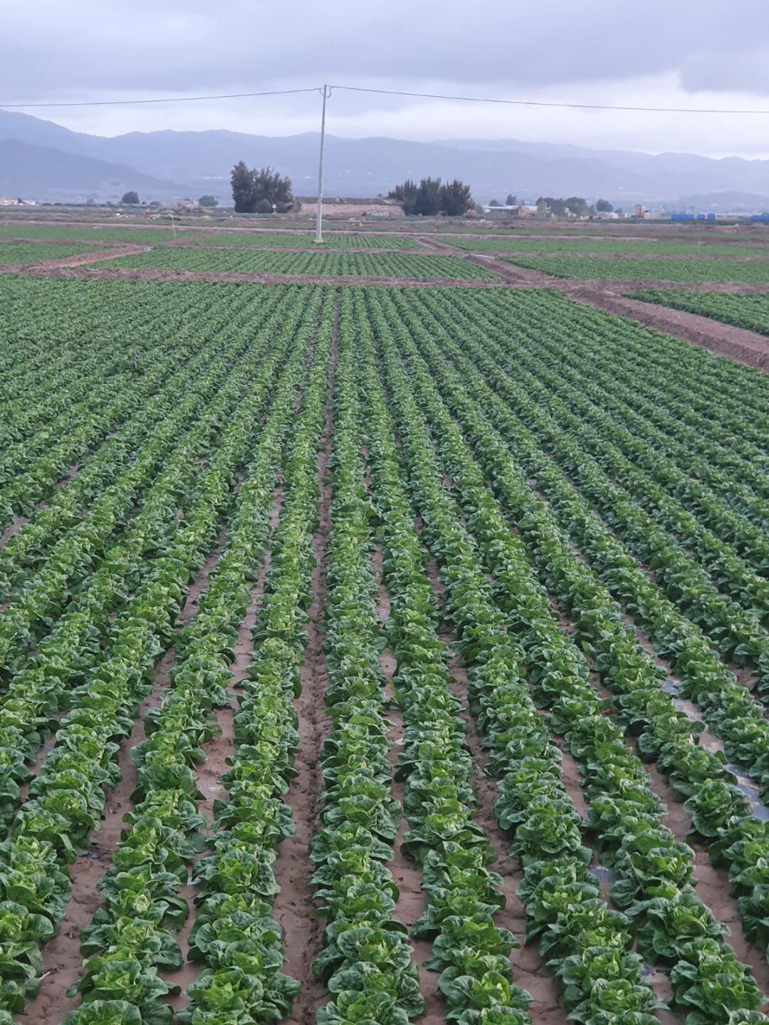 Plantaciones de lechuga del campo de Lorca