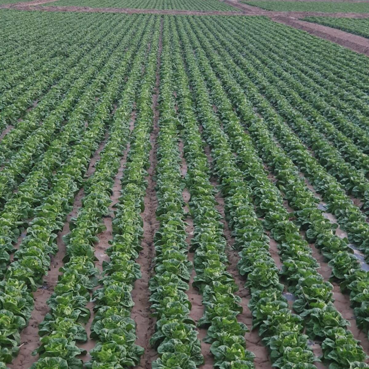 Los agricultores de Lorca finalizan la campaña de verano sin lamentar golpes de calor