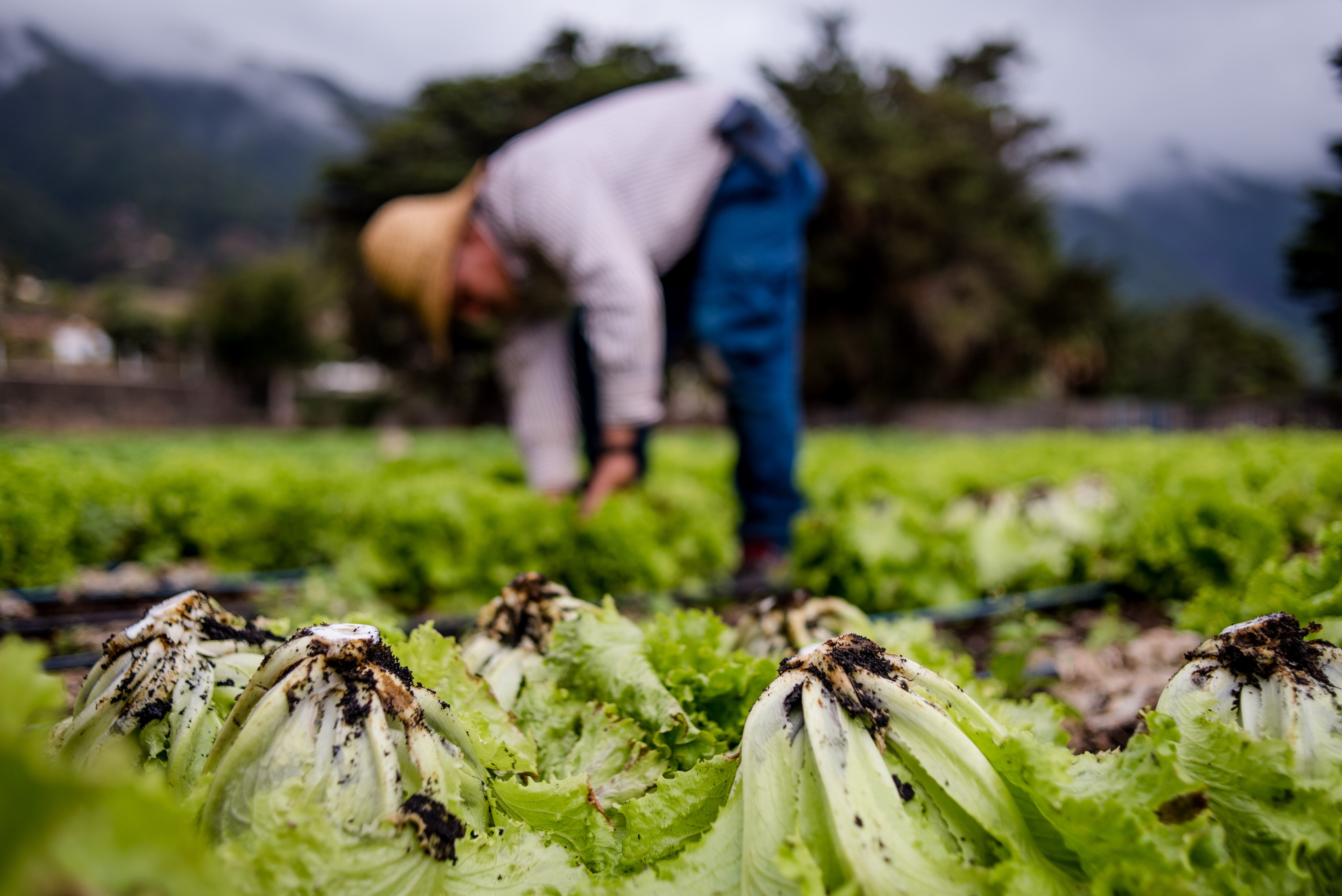 Agricultor recoge lechugas con cenizas volcánicas debido a la erupción del volcán Cumbre Vieja en el lado este de la isla de La Palma