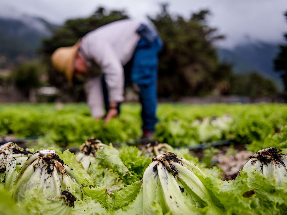 Izquierdo advierte: más de la mitad de los agricultores afectados por el volcán se pantean abandonar