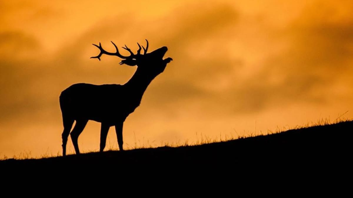 El Paseíto con Agustín García
