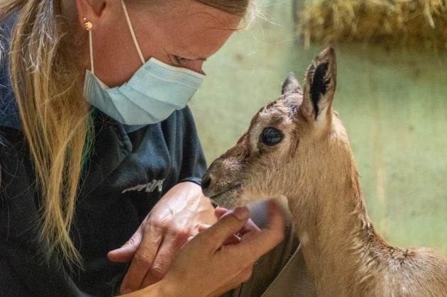 Los cuidadores de BIOPARC Valencia sacan adelante a una cría de gacela Mhorr