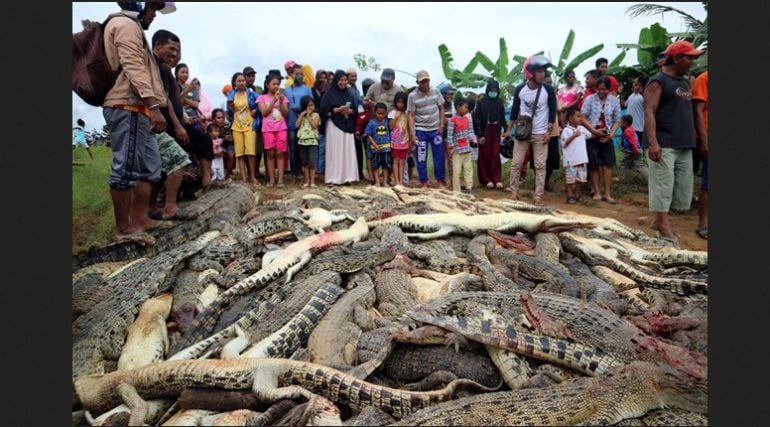 Masacre de cocodrilos en Indonesia