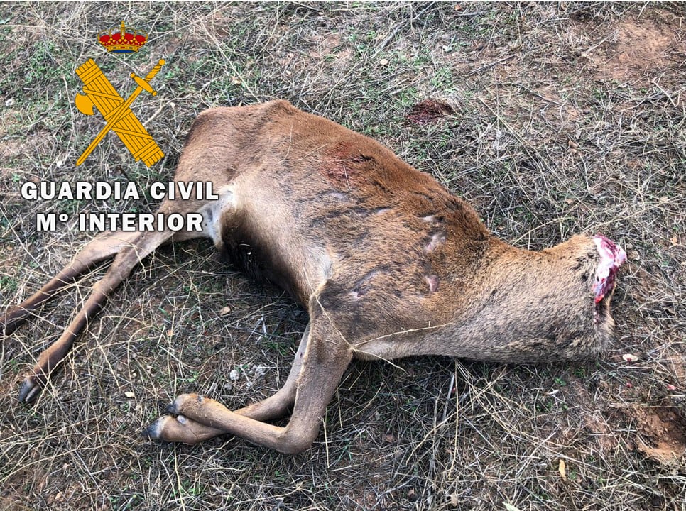 Animal encontrado sin cabeza por la Guardia Civil en Aldeahermosa.