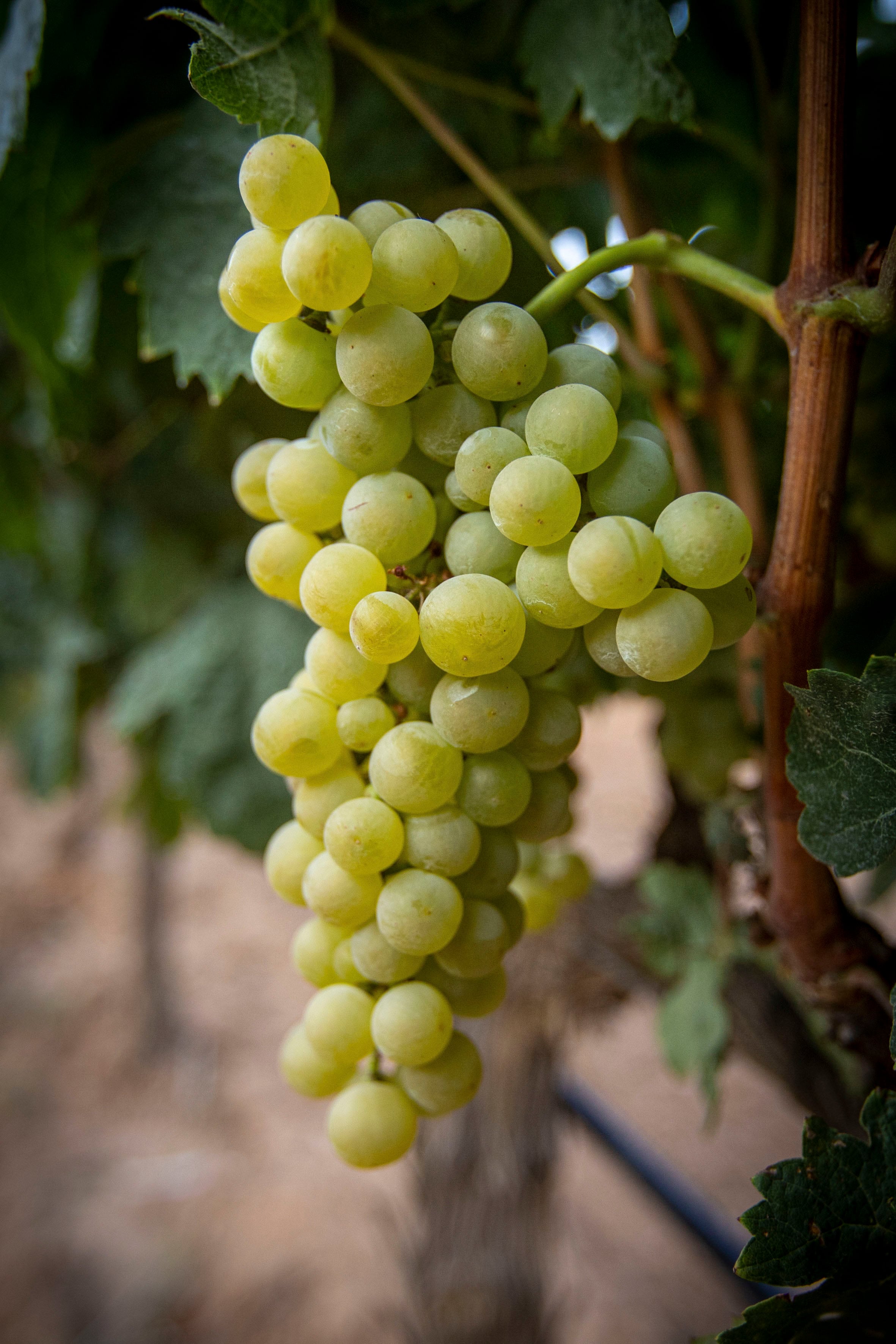 LOGROÑO, 18/08/2025.- Comienzo de la vendimia, este lunes, en la localidad riojana de Aldeanueva de Ebro. La Denominación de Origen Calificada (DOCa) Rioja afronta una de las cosechas más cortas de su historia, en especial, en la uva tinta, debido al severo ataque de mildiu, los problemas de fertilidad en la planta y los pedriscos, pero con perspectivas de obtener calidad por el buen estado sanitario que presenta actualmente el viñedo. EFE/ Raquel Manzanares
