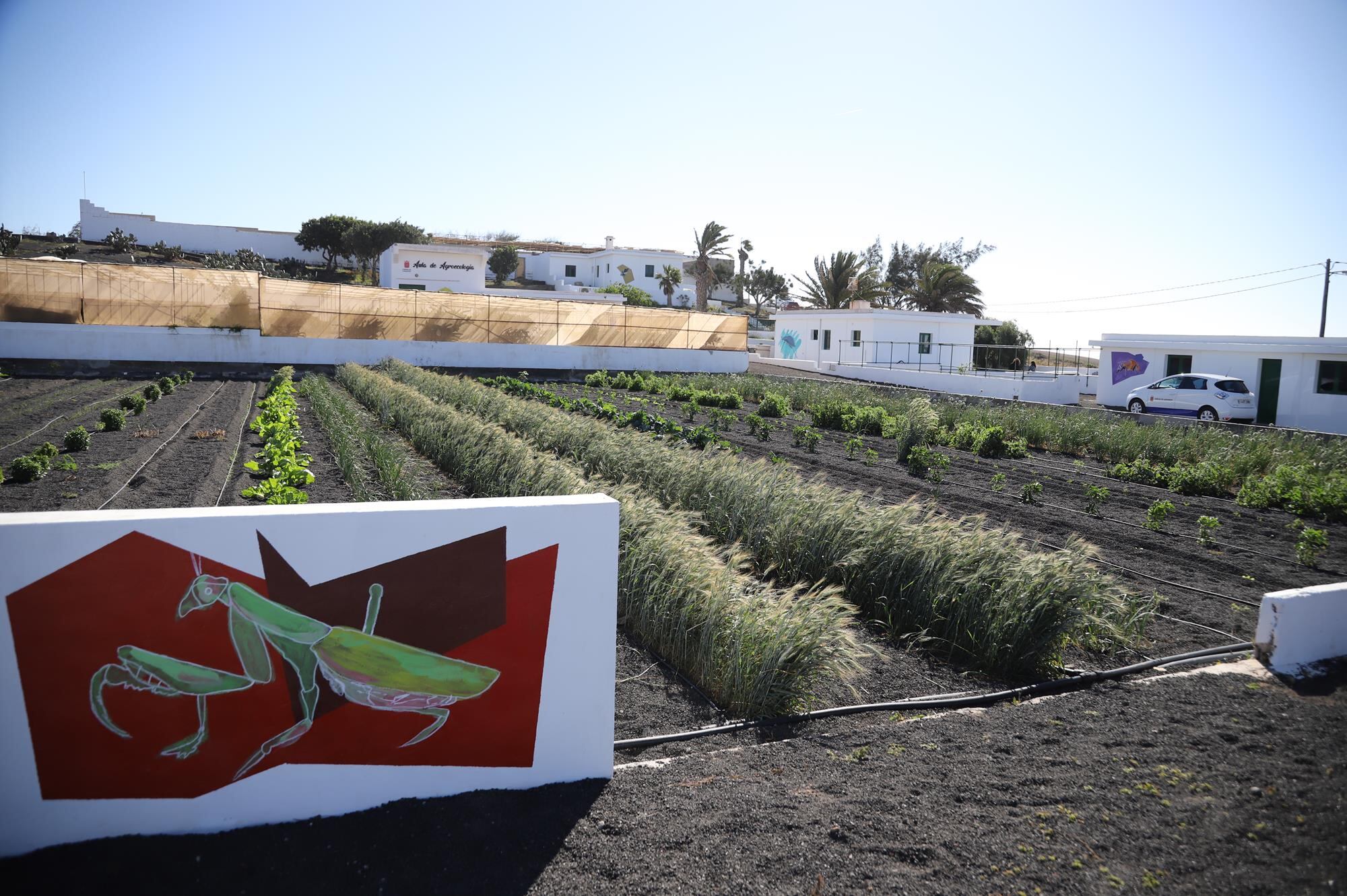 Una de las plantaciones del Centro para la Conservación de la Biodiversidad de Lanzarote.