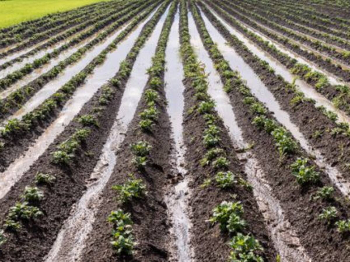 'Agua bendita' para el campo