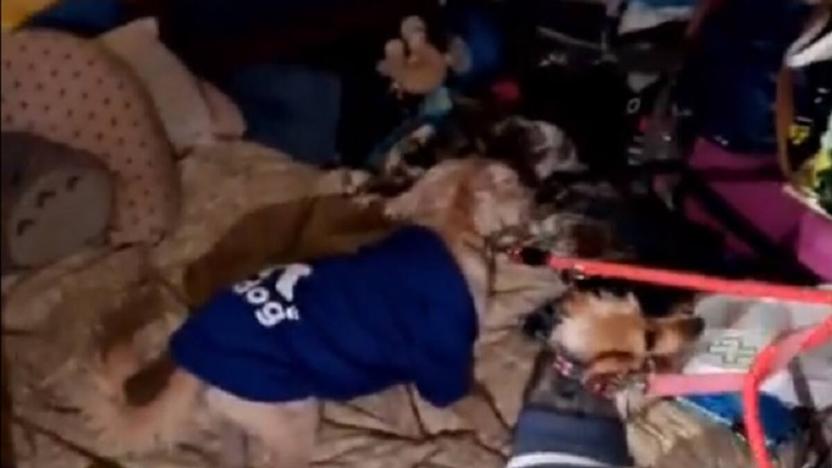 Cristo Gil, presidente de la Asociación Brigada de Rescate Animal Orión