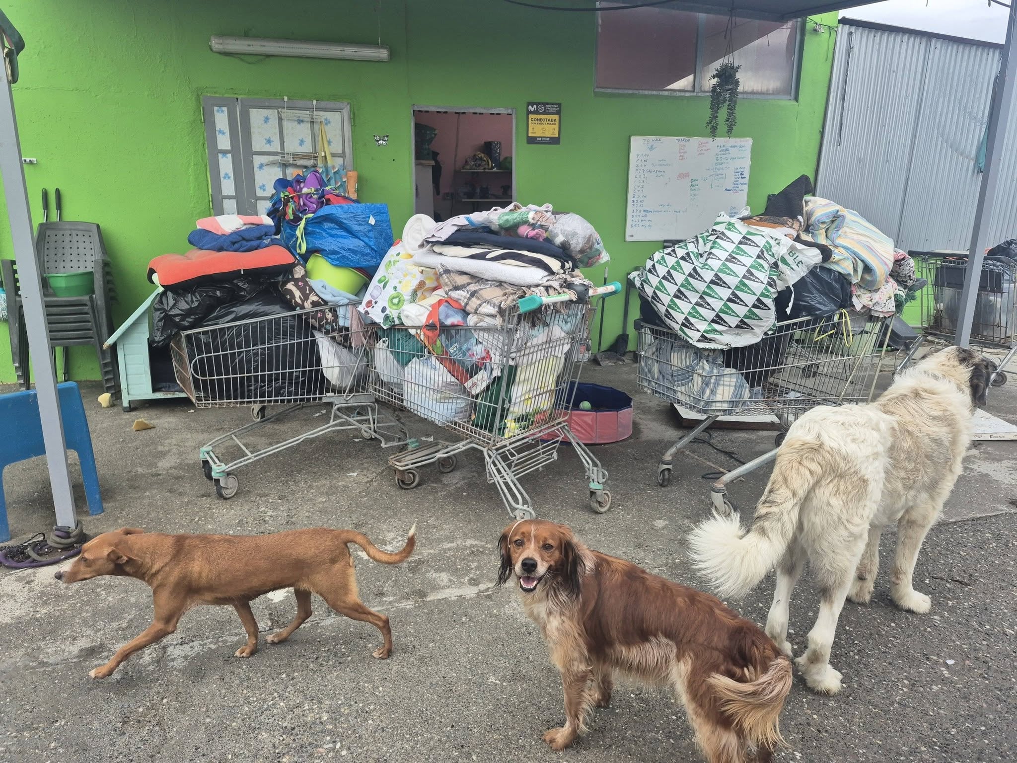 Animales en la asociación