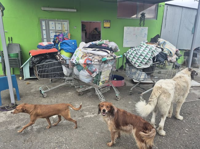 Animales en la asociación