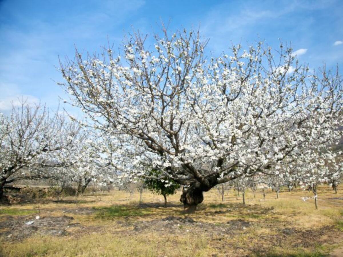 El frío y sus consecuencias en el campo malagueño