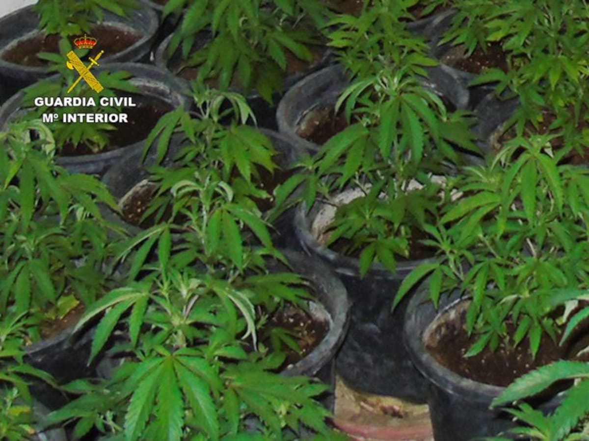 Desmantelan un invernadero clandestino de marihuana en Bullas