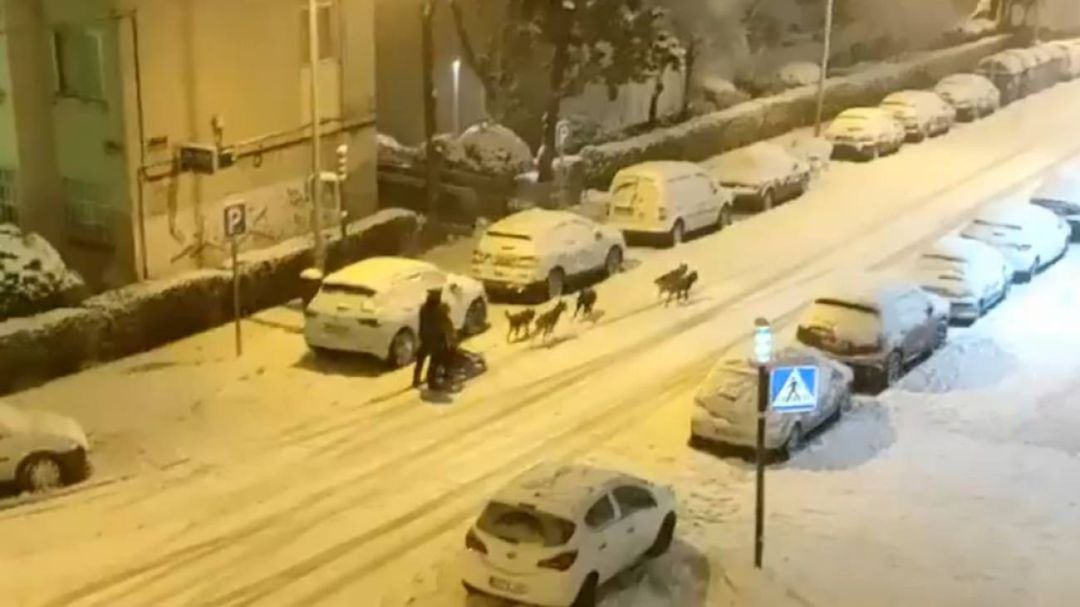 El hombre que disfrutó de la nieve junto a sus perros en Hortaleza. 