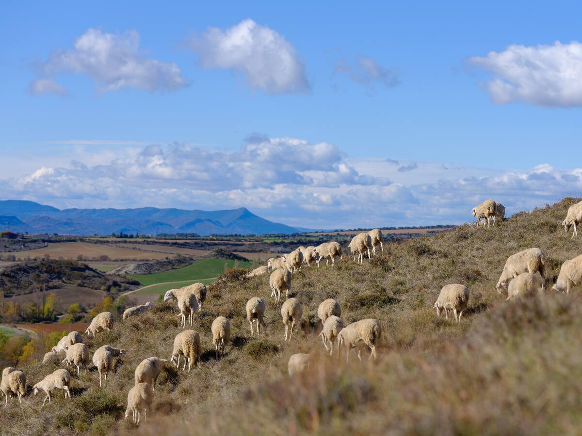 Ternasco de Aragón mantuvo en 2021 la cabaña ganadera asociada a su producción