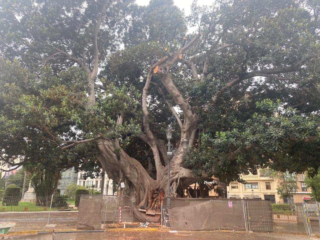 Aspecto actual del ficus del Parterre