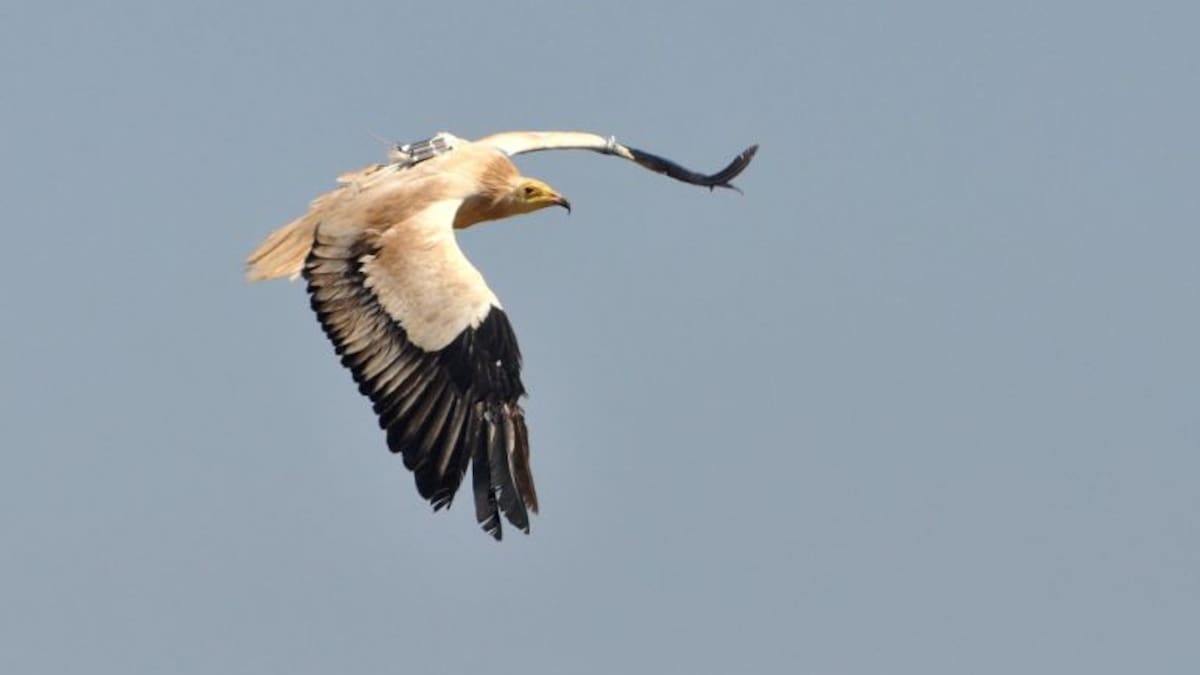 CAZALLA RECIBE 3695 VISITAS EN 5 MESES