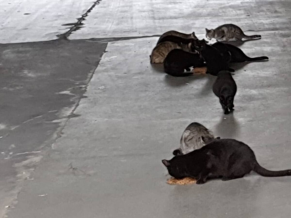 Barbastro inicia una campaña de control de las colonias felinas