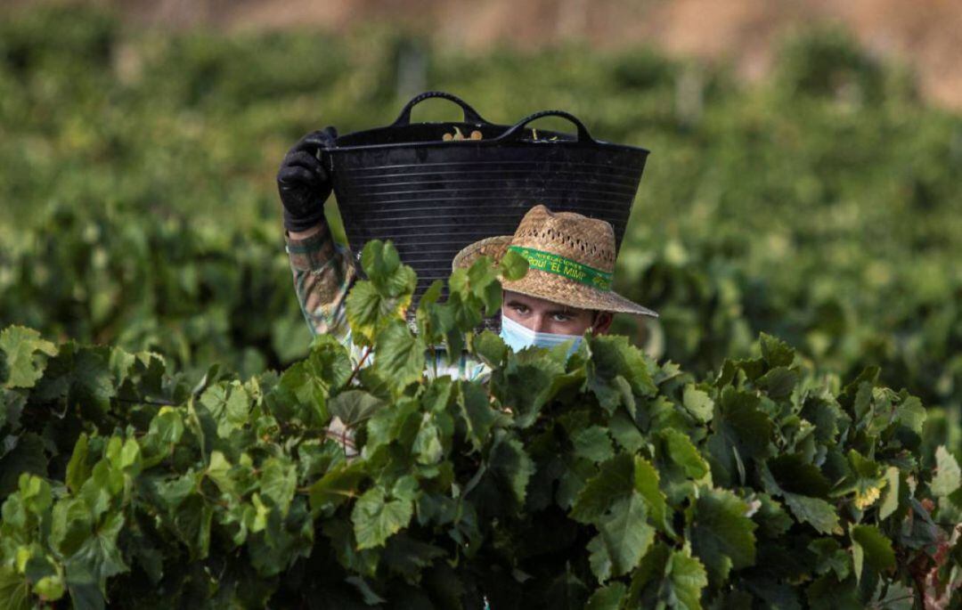 Un vendimiador en un pago del Marco de Jerez