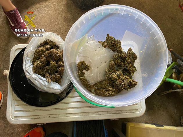 Cogollos secos de marihuana