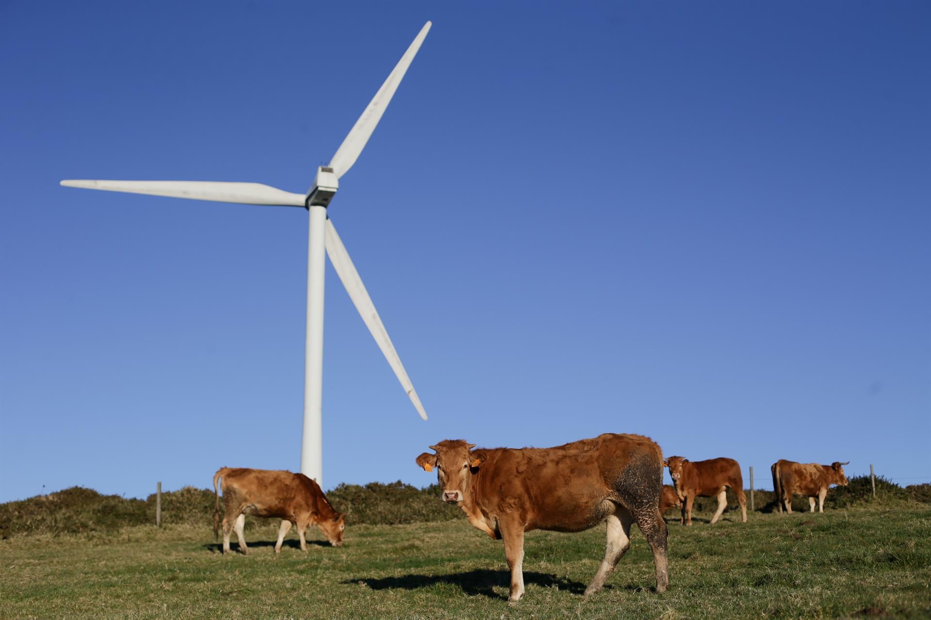 Varias vacas pastan junto a un aerogenerador eólico - Carlos Castro