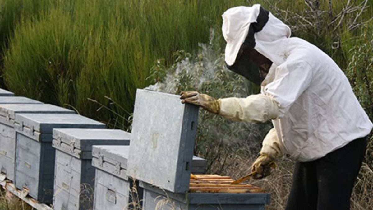 Luces y sombras en 2018 para la apicultura extremeña