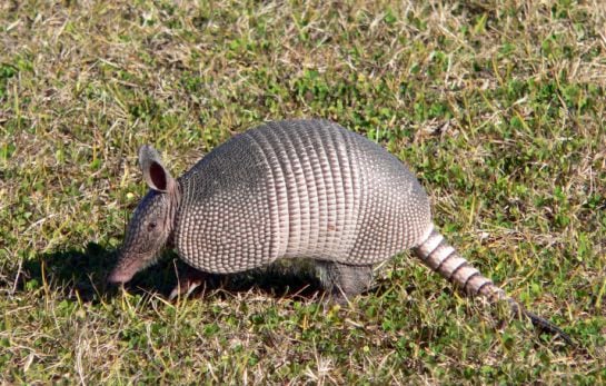 El armadillo y sus largas &#039;siestas&#039;.