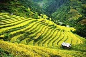 Arrozales dispuestos en terrazas, imagen característica de Vietnam