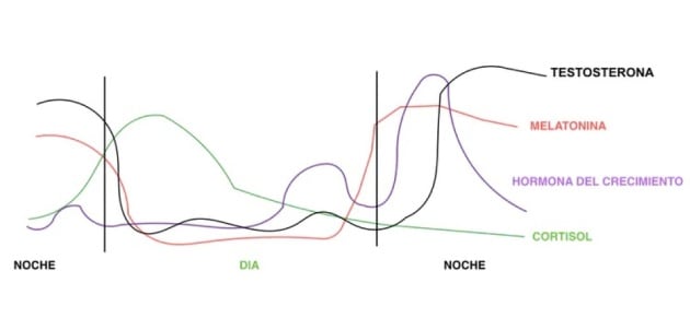 Niveles hormonales a lo largo del día