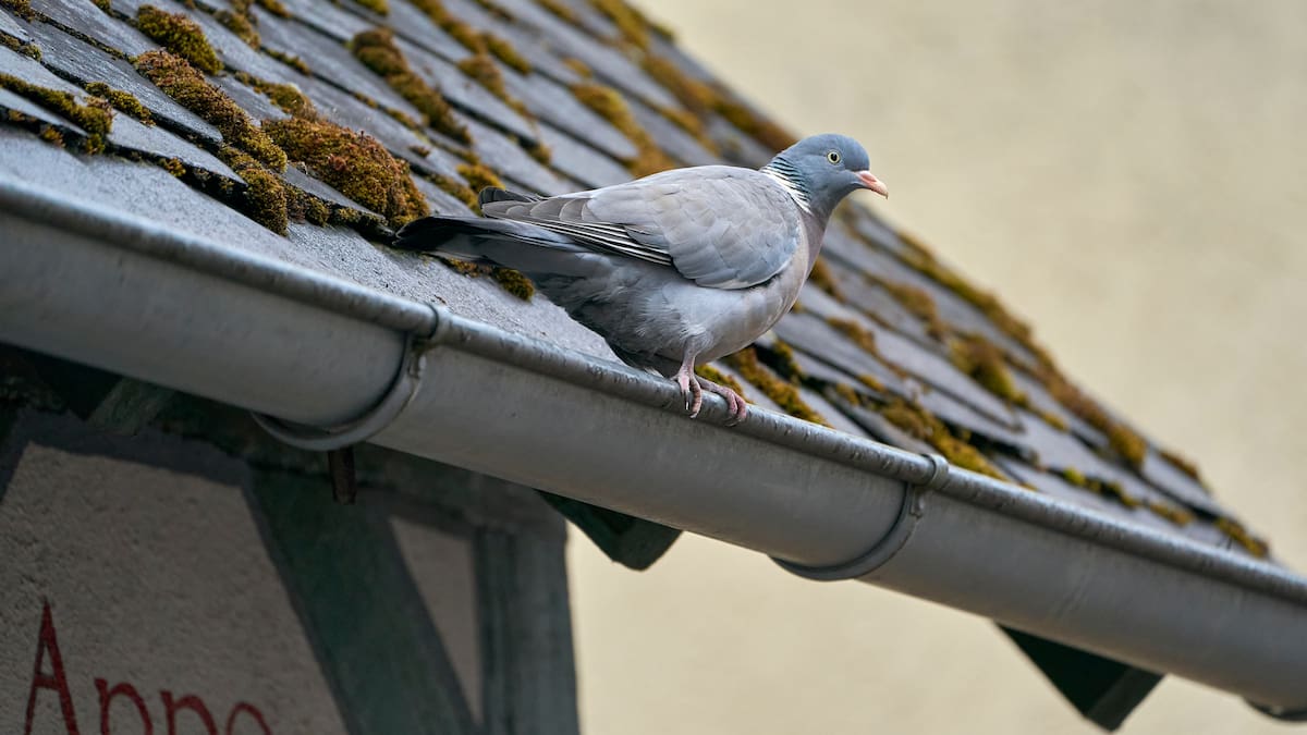 El Guardabosques: la paloma torcaz