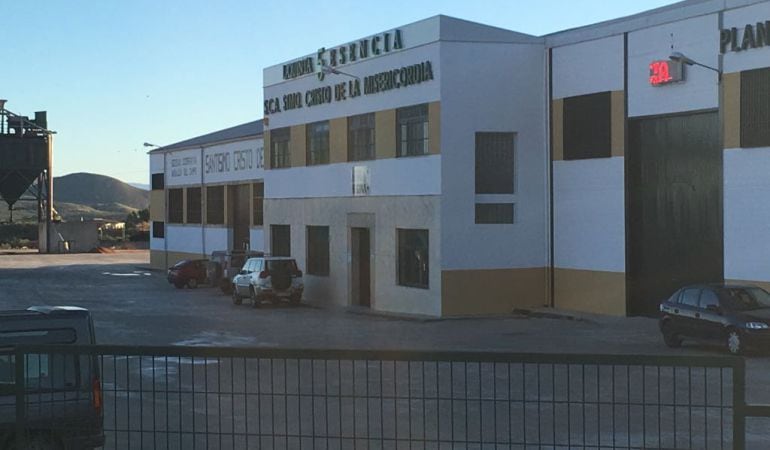 La Cooperativa Santísimo Cristo de la Misericordia alcanzará los 19 millones kilos de aceituna 