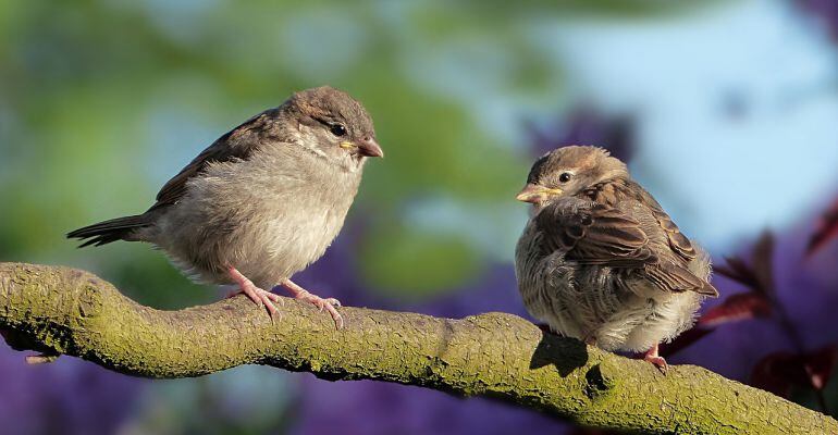 La conservación de las aves es un punto fundamental para la Comunidad de Madrid