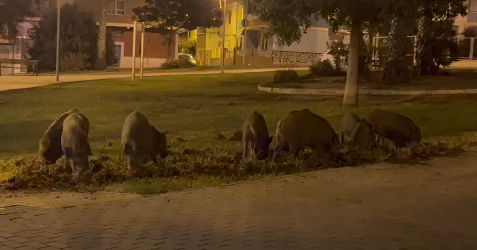 Once jabalíes escarban en busca de comida en la Plaza Ruiz