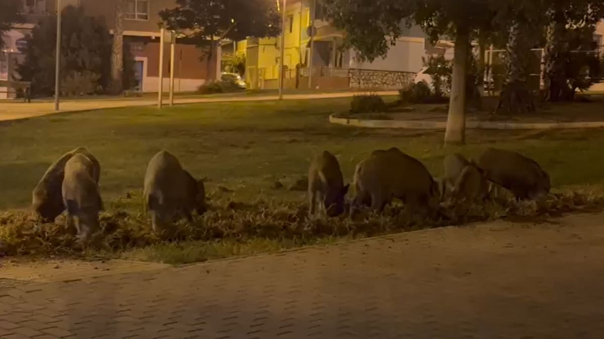La presencia de jabalíes en varios barrios de Cartagena deja de ser una imagen pintoresca y se convierte en un problema ecológico