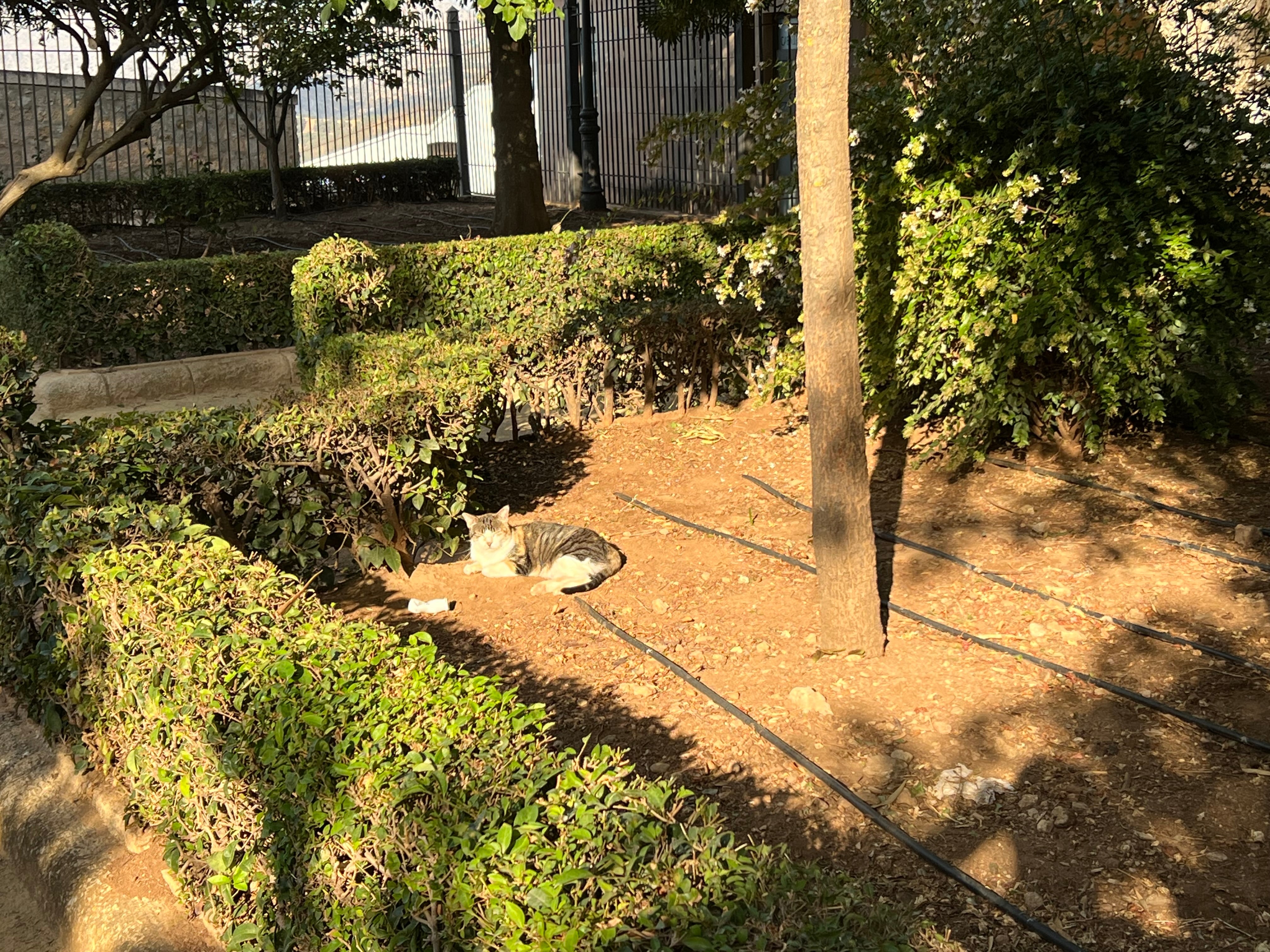 Una de las colonias de gatos se sitúa en el Paseo Blas Infante, junto a la plaza de toros de Ronda