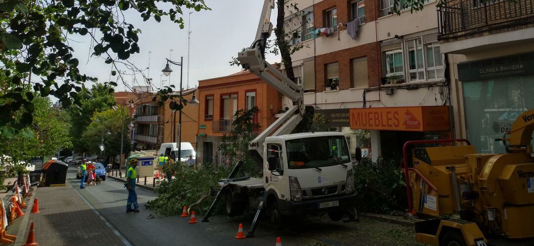 Tala de árboles en la calle Marquesa Viuda de Aldama de Alcobendas