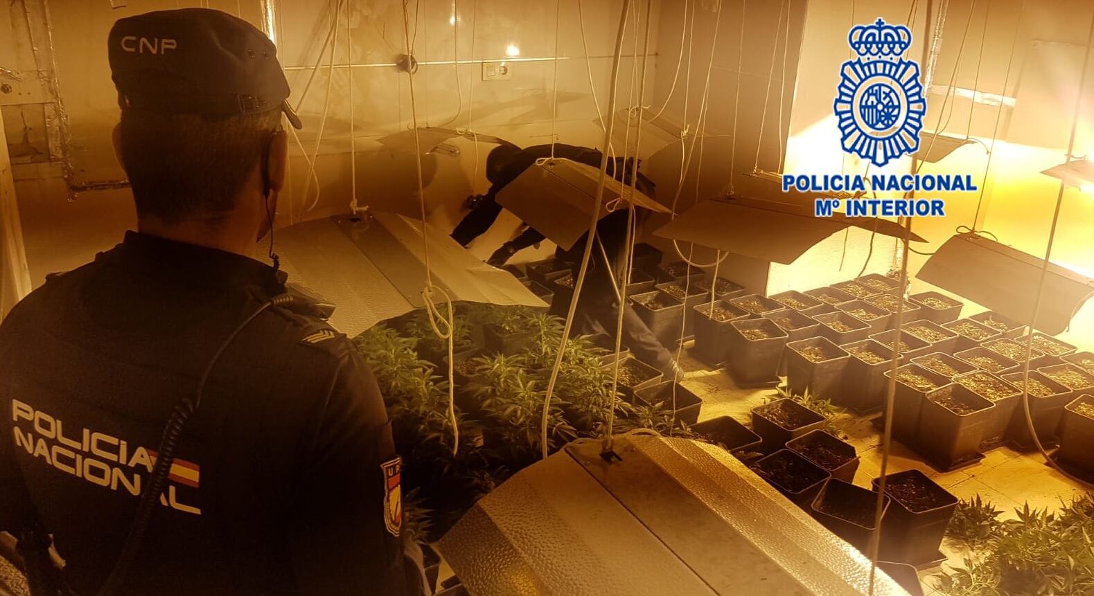 Plantación de marihuana hallada en una vivienda de Murcia