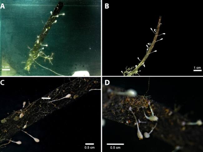 Detall de diverses esponges enganxades en tires de plàstic