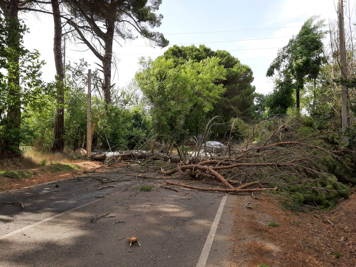 Mario Simón: "Palencia tiene árboles muy viejos y en mal estado, la única opción es quitarlos"